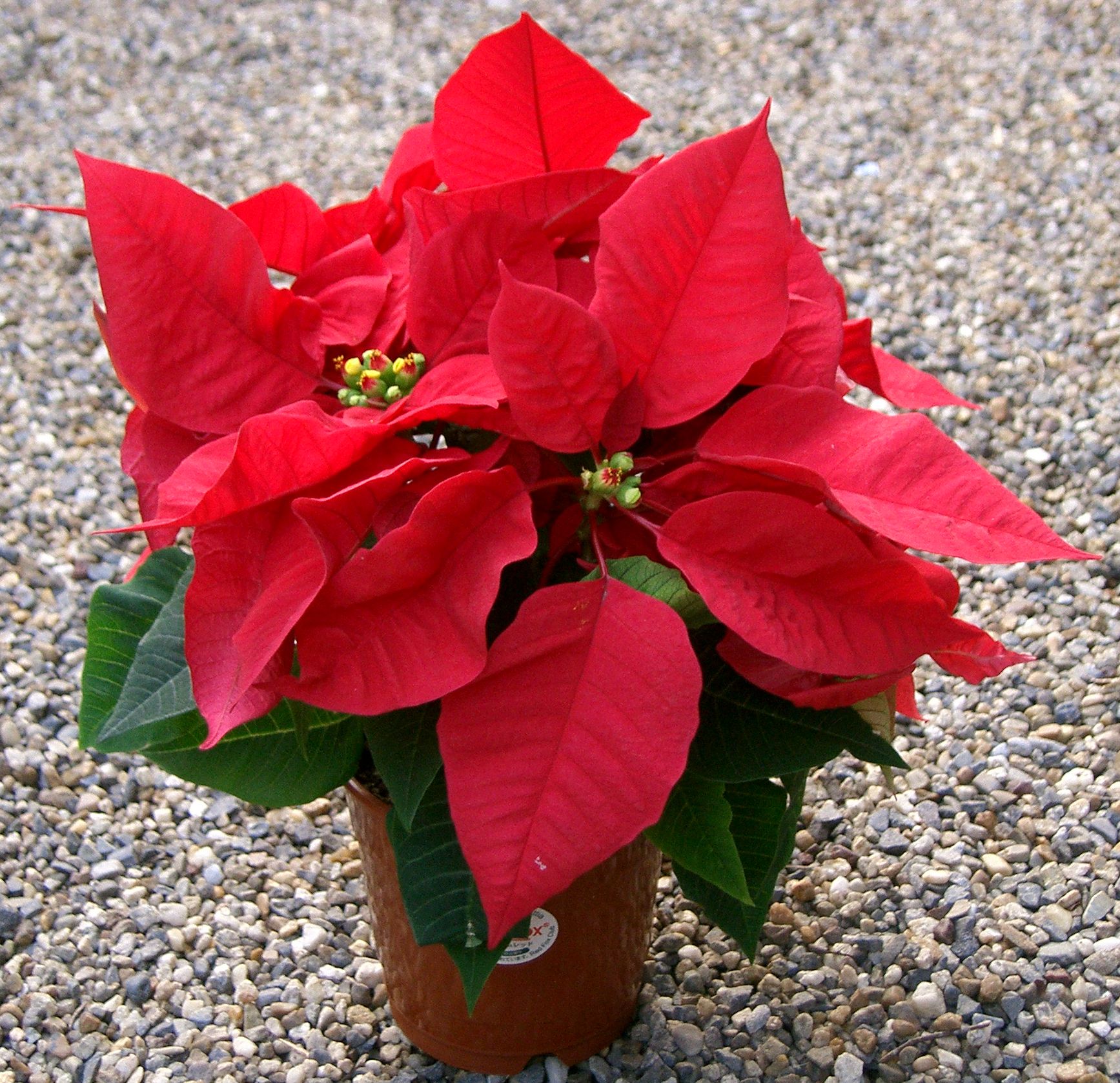 poinsettia